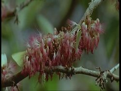 MCU Several green butterflies feeding on pink flowers, South America Stock Footage