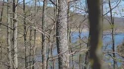 Forest in spring Stock Footage