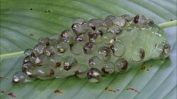 Tiny tadpoles flit in their eggs. Stock Footage