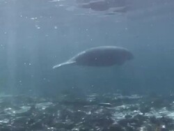 Manatee Swimming Stock Footage