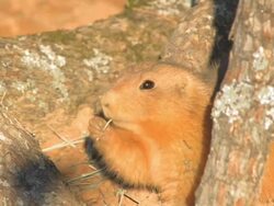 Prairie dog eating Stock Footage