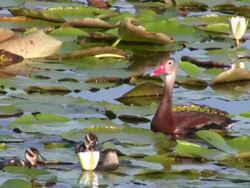Ducklings With Their Mother in Lily Pads Stock Footage