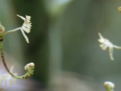 Orchid (Cycnoches suarezii) in flower Stock Footage