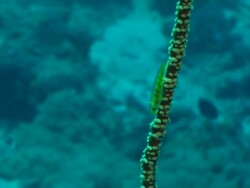 ECU TS Shot of Single whip coral goby hiding upside down under whip coral / Pemba, Cabo Delgado, Mozambique Stock Footage