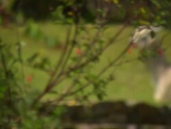 "L-R pan and focus shift from bush with small leaves to off white and tan llama lying down on green grass, Leimebamba [Leymebamba], Peru" Stock Footage