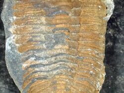 Trilobite fossil from Bolivia, in a nodule which has been split open Stock Footage