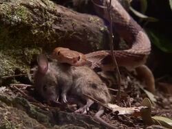 Medium Close Up - Snake attempts to lift dead rodent /  Stock Footage