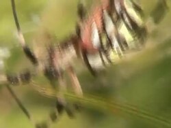 Angry tiger spider Stock Footage