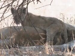 MS Shot of Lionesses and their cubs crawling around and over them   / Central Kalahari Game Reserve, Botswana Stock Footage