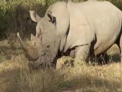 MS TS White rhinoceros walking from right to left at lake nakuru national park AUDIO / Nakuru, Rift Valley, Kenya Stock Footage