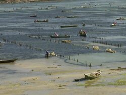 MS Seaweed farming in sea / Nusa Lembongan, Klungkung, Indonesia Stock Footage