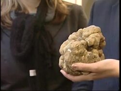 Biggest white fungus of year displayed ahead of weekend auction News Clip