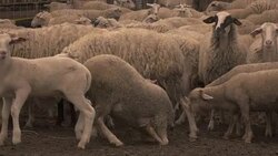 Sheeps in spring slow motion Stock Footage