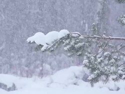 Snow falling in the forest Stock Footage