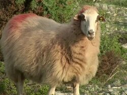 HD: Curious ewe Stock Footage