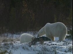 Polar bear (Ursus maritimus) shaking off snow, near Churchill, Manitoba, Canada Stock Footage
