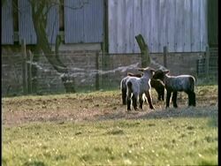 MS Sheep and lambs grazing in field, England, UK Stock Footage