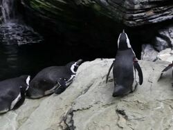 Lisbon, Park of the Nations (Parque das Nacoes), the oceanarium  Stock Footage