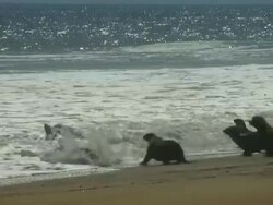 Seals - Strand_Seeloewen Stock Footage