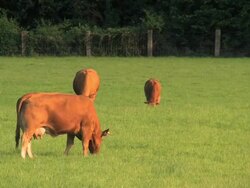Cattle Stock Footage