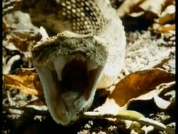 CU Puff Adder, Bitis arietans, front view, head on leaf litter, opens mouth wide, Kenya Stock Footage