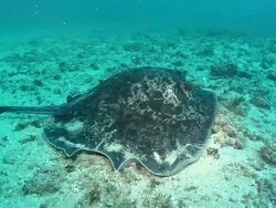 MS ZI Shot of Round ribbontail ray pausing to feed while swimming along sandy ocean bed with broken coral / Aliwal Shoal, Kwa Zulu Natal, South Africa Stock Footage