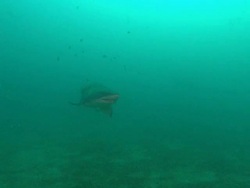 Sandtiger Ragtooth shark, mid water. North Carolina, Atlantic Ocean  Stock Footage