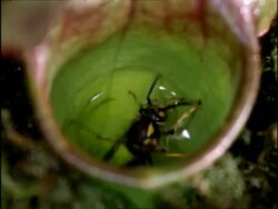 Sarracenia Pitcher Plant and wasp prey, UK Stock Footage