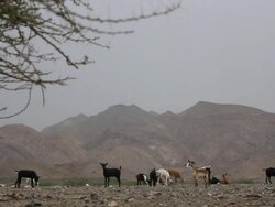 Group of goats with mountains on the background Stock Footage