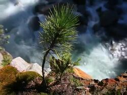 HD Young Trees in Front of Mountain Stream Stock Footage