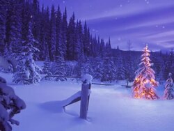 Christmas tree glowing outdoors in a snowy forest Stock Footage