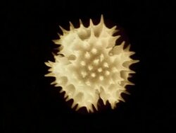 BCU Microscopic view of various pollen grains rotating against black background Stock Footage