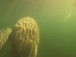 Lady diver snorkelling next to Manatee, Crystal River, Florida, USA  Stock Footage