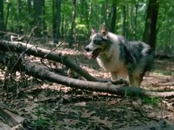 WS SLO MO PAN Shot of Australian shepherd running over wood logs in woods / Morristown, New Jersey, United States Stock Footage