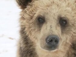  MS ZI SLO MO Shot of  Grizzly bear sniffing / Livingstone, Montana, United States Stock Footage
