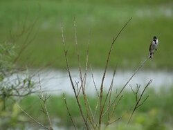 Reed bunting Stock Footage