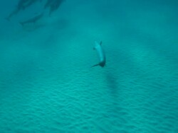 Wild Dolphins Stock Footage