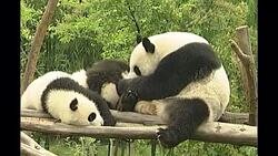 Giant pandas in an enclosure News Clip