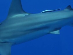 MS Shot of Blacktip sharks swiming in open water with remora attached / Aliwal Shoal, Kwa Zulu Natal, South Africa Stock Footage