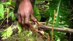 Sustainable farming helps protect native trees News Clip