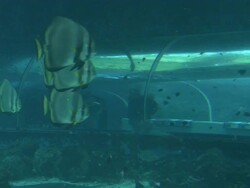 CU View in aquarium / Australia Stock Footage