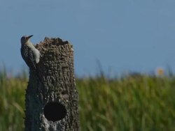 Woodpecker Closeup Stock Footage