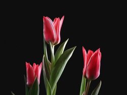 Blooming tulips over black background Stock Footage