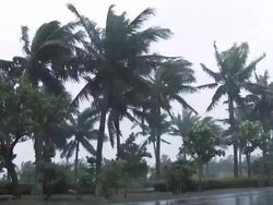 Palm Trees Blow In Hurricane Wind Stock Footage