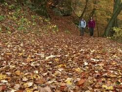 MS Hiker walking through autumn forest  / Kastel-Staadt, Rhineland-Palatinate, Germany Stock Footage