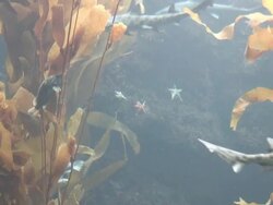 Leopard shark - multi-format interlaced Stock Footage