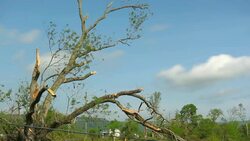 Tornado weather damaged trees Stock Footage