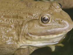 Frog Stock Footage