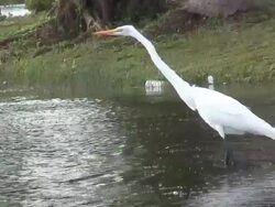 Great egret stretched 1  60i Stock Footage