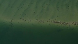 A large colony of seals congregates in a sandbar. Stock Footage